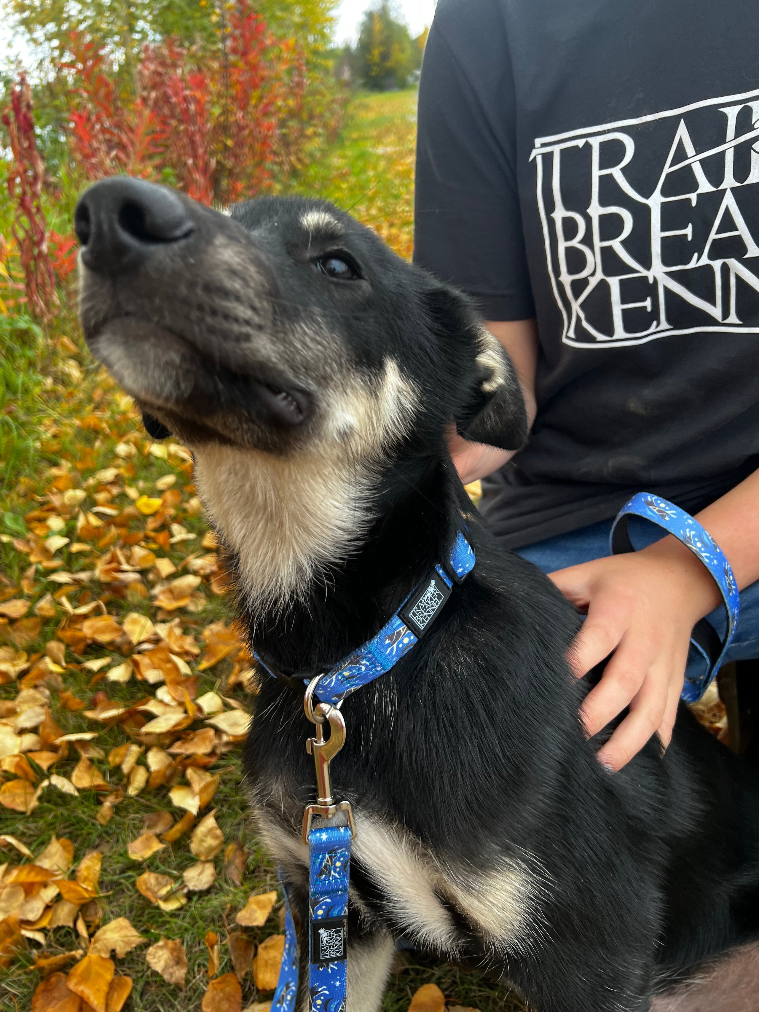 Kennel leash online